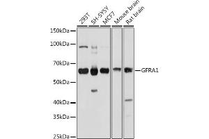 Western blot analysis of extracts of various cell lines, using GFR antibody (ABIN6127950, ABIN6141065, ABIN6141066 and ABIN6221017) at 1:1000 dilution. (GFRA1 抗体  (AA 25-280))