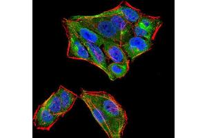 Immunofluorescence analysis of HeLa cells using SIRT4 mouse mAb (green). (SIRT4 抗体  (AA 215-314))