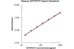 ELISA image for X-Prolyl Aminopeptidase (Aminopeptidase P) 2, Membrane-Bound (XPNPEP2) ELISA Kit (ABIN3199236)