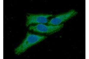 ICC/IF analysis of Peroxiredoxin3 in HeLa cells line, stained with DAPI (Blue) for nucleus staining and monoclonal anti-human Peroxiredoxin3 antibody (1:100) with goat anti-mouse IgG-Alexa fluor 488 conjugate (Green). (Peroxiredoxin 3 抗体  (AA 63-256))