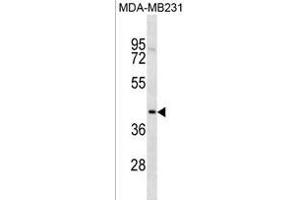 TOX2 Antibody (Center) (ABIN1881895 and ABIN2838436) western blot analysis in MDA-M cell line lysates (35 μg/lane). (TOX2 抗体  (AA 286-312))