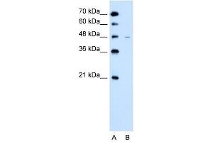 SLC43A3 antibody used at 2. (SLC43A3 抗体  (N-Term))