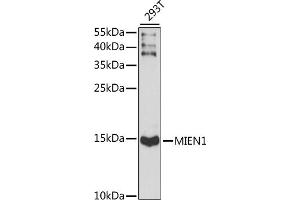 Western blot analysis of extracts of 293T cells, using MIEN1 antibody (ABIN7266377) at 1:1000 dilution. (C17orf37 抗体  (AA 1-115))