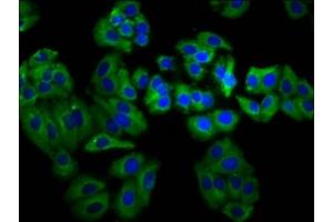 Immunofluorescence staining of HepG2 cells with ABIN7160335 at 1:66, counter-stained with DAPI. (MEGF8 抗体  (AA 495-663))
