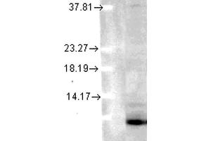 Western Blot analysis of Human Cell lysates showing detection of Ubiquitin protein using Mouse Anti-Ubiquitin Monoclonal Antibody, Clone 6C11-B3 . (Ubiquitin 抗体  (PE))
