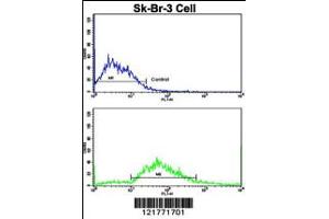 Flow cytometric analysis of SK-Br-3 cells using ITGAX Antibody (bottom histogram) compared to a negative control cell (top histogram).