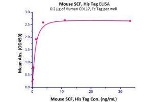 Binding Studies (Bind) image for KIT Ligand (KITLG) (AA 26-189) (Active) protein (His tag) (ABIN2181732)