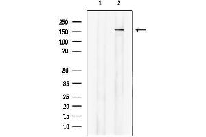 Western blot analysis of lysates from 293 cells, using ABC Antibody.