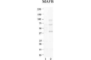 Host:  Rabbit  Target Name:  MAFB  Sample Type:   Lane 1: Non-overexpressed vector control lysate   Lane 2: Transient overexpression lysate of MAFB  Antibody Dilution:  1.