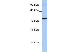 GBP4 antibody used at 1 ug/ml to detect target protein. (GBP4 抗体  (Middle Region))