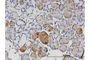 Immunoperoxidase of monoclonal antibody to ANGPT4 on formalin-fixed paraffin-embedded human salivary gland. (Angiopoietin 4 抗体  (AA 25-111))