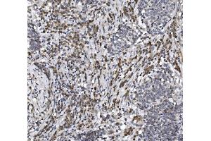 IHC analysis of CISD2 using anti-CISD2 antibody (ABIN7602010).