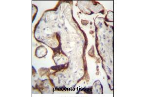 CSHL1 Antibody (C-term)  immunohistochemistry analysis in formalin fixed and paraffin embedded human placenta tissue followed by peroxidase conjugation of the secondary antibody and DAB staining. (CSHL1 抗体  (C-Term))