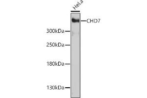 Western blot analysis of extracts of HeLa cells, using CHD7 antibody (ABIN7266364) at 1:1000 dilution. (CHD7 抗体  (AA 1-300))