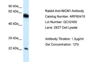 Western Blotting (WB) image for anti-Nicolin 1 (NICN1) (Middle Region) antibody (ABIN2788462)