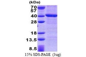 PPP4C Protein (AA 1-307) (His tag)