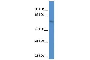 Western Blot showing MKNK1 antibody used at a concentration of 1. (MKNK1 抗体  (N-Term))