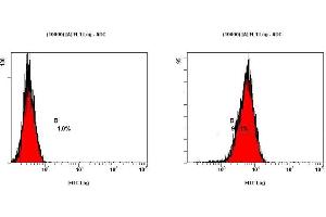 Image no. 3 for anti-Teratocarcinoma-Derived Growth Factor 1 (TDGF1) (N-Term) antibody (ABIN363493) (TDGF1 抗体  (N-Term))