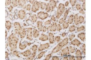 Immunostaining (ISt) image for anti-Pleckstrin Homology Domain Containing, Family G (With RhoGef Domain) Member 5 (PLEKHG5) (AA 896-995) antibody (ABIN566110)