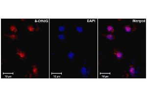 Immunohistochemistry analysis using Mouse Anti-DNA Damage Monoclonal Antibody, Clone 15A3 . (DNA/RNA Damage 抗体 (HRP))