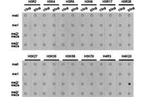 Dot-blot analysis of all sorts of methylation peptides using H4K20me2 antibody. (Histone 3 抗体  (2meLys20))