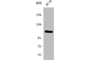 Western Blot analysis of HT-29 cells using SERCA1 Polyclonal Antibody (ATP2A1/SERCA1 抗体  (Internal Region))