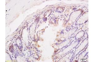Formalin-fixed and paraffin embedded mouse intestine tissue labeled with Anti BIM/BCL2L11 Polyclonal Antibody, Unconjugated (ABIN687277) at 1:200 followed by conjugation to the secondary antibody and DAB staining (BIM 抗体  (AA 51-150))