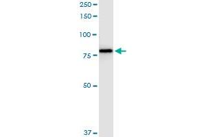 Immunoprecipitation of F13A1 transfected lysate using anti-F13A1 MaxPab rabbit polyclonal antibody and Protein A Magnetic Bead , and immunoblotted with F13A1 MaxPab mouse polyclonal antibody (B01) . (F13A1 抗体  (AA 1-732))