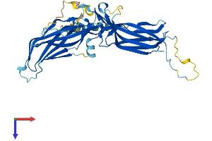AlphaFold protein structure predicition of Mouse Recombinant Rgp1 Protein, UniprotID Q8BHT7