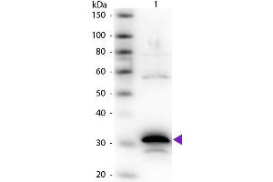 Western Blot of Rabbit Anti-Carboxypeptidase A primary antibody. (CPA 抗体)