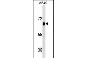 DYRK2 Antibody (ABIN1539912 and ABIN2843861) western blot analysis in A549 cell line lysates (35 μg/lane).