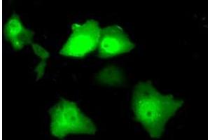 Immunofluorescence (IF) image for anti-Serine Racemase (SRR) antibody (ABIN1501134) (SRR 抗体)