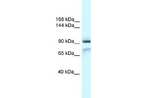 WB Suggested Anti-Gria1 Antibody Titration: 1. (Glutamate Receptor 1 抗体  (N-Term))