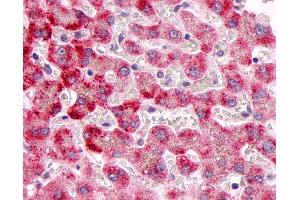 Anti-MKP-8 / DUSP26 antibody IHC of human liver. (DUSP26 抗体  (C-Term))