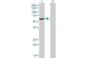 Western Blot analysis of DEPDC7 expression in transfected 293T cell line by DEPDC7 MaxPab polyclonal antibody. (DEPDC7 抗体  (AA 1-511))