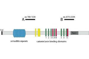 Image no. 1 for anti-Adenomatous Polyposis Coli (APC) antibody (ABIN1105399) (APC 抗体)