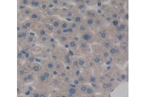 Used in DAB staining on fromalin fixed paraffin- embedded Kidney tissue (HDC 抗体  (AA 341-597))