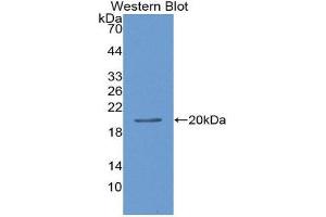 Western Blotting (WB) image for anti-Leptin (LEP) (AA 22-167) antibody (ABIN1078273) (Leptin 抗体  (AA 22-167))