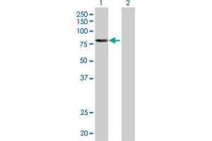 Lane 1: KEL transfected lysate ( 82. (KEL 293T Cell Transient Overexpression Lysate(Denatured))