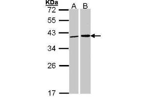 WB Image Sample (30 ug of whole cell lysate) A: 293T B: H1299 12% SDS PAGE antibody diluted at 1:1000 (Fibrillarin 抗体)