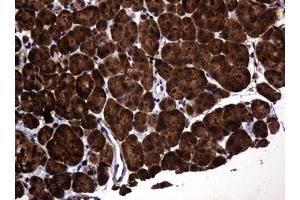 Image no. 2 for anti-Pogo Transposable Element with KRAB Domain (POGK) antibody (ABIN1500329) (POGK 抗体)
