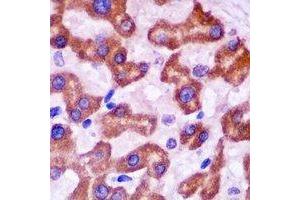 Immunohistochemistry (IHC) image for anti-14-3-3 alpha + beta (YWHAB) antibody (ABIN7308516) (YWHAB 抗体)