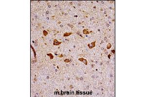 Mouse Pak7 Antibody (N-term) ((ABIN657995 and ABIN2846941))immunohistochemistry analysis in formalin fixed and paraffin embedded mouse brain tissue followed by peroxidase conjugation of the secondary antibody and DAB staining. (PAK7 抗体  (N-Term))