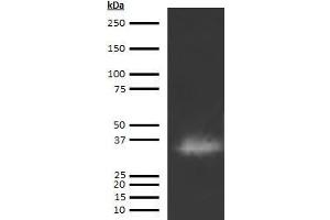 Western Blotting (WB) image for anti-Cathepsin G (CTSG) antibody (Biotin) (ABIN613033) (Cathepsin G 抗体  (Biotin))
