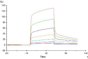 CD47 (CD47) (AA 19-140) protein (His tag)