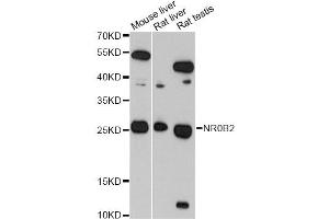 Western blot analysis of extracts of various cell lines, using NR0B2 antibody (ABIN5970937) at 1/1000 dilution. (NR0B2 抗体)