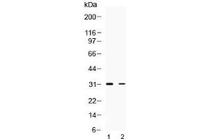 Western blot testing of 1) rat brain and 2) human HeLa lysate with TSG6 antibody at 0. (TNFAIP6 抗体  (AA 46-91))