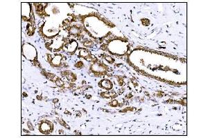 IHC analysis of Prolyl Endopeptidase/PREP using anti-Prolyl Endopeptidase/PREP antibody (ABIN7599118). (PREP 抗体  (AA 1-227))