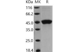 Western Blotting (WB) image for Tumor Necrosis Factor Receptor Superfamily, Member 18 (TNFRSF18) protein (Fc Tag) (ABIN7321198)