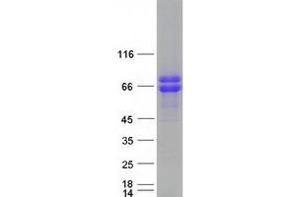 FAM63A Protein (Transcript Variant 3) (Myc-DYKDDDDK Tag)